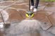 Професійна насадка Karcher T 7 Plus T-Racer (2.644-074.0) 2.644-074.0 фото 3